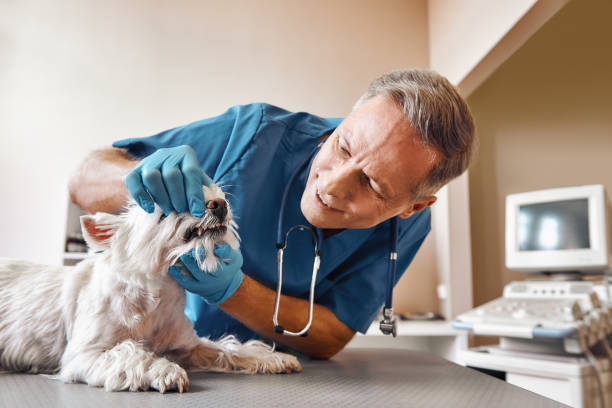 Best 24-Hour Emergency Dentist in Smithville, OH